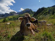 72 Siesta in attesa della mungitura